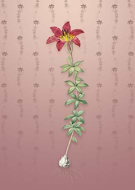 Wood Lily on Dusty Pink