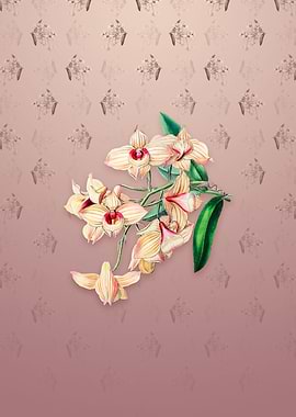 Copper Coloured Dendrobium