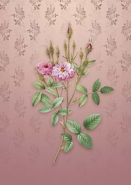 Vintage Mossy Pompon Rose