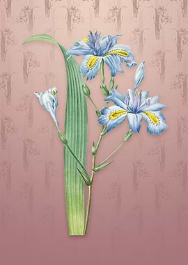 Butterfly Iris Fimbriata