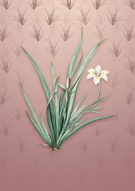 Vintage Fortnight Lily