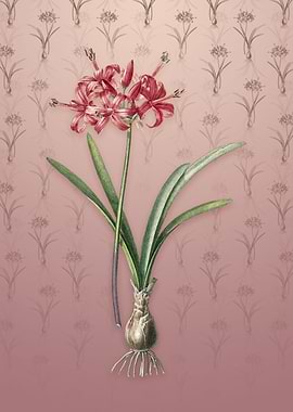 Vintage Guernsey Lily