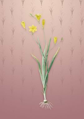 Vintage Ixia Bulbifera