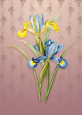 Vintage Spanish Iris