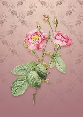 Anemone Centuries Rose