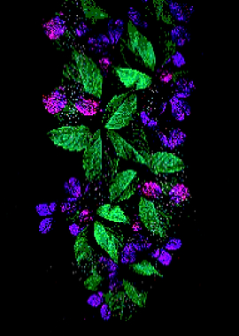 Leaves Flowers Pixelbrigh