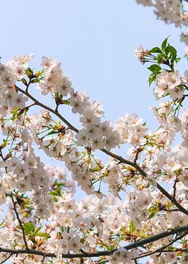 Seoul Cherry Blossom