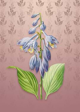 Vintage Blue Daylily