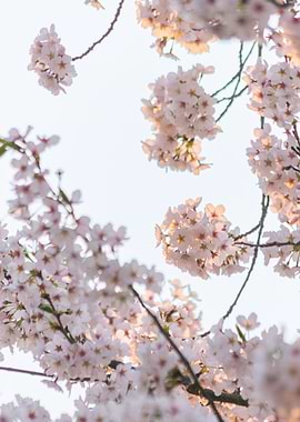 Seoul Cherry Blossom