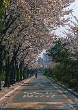 Seoul Cherry Blossom