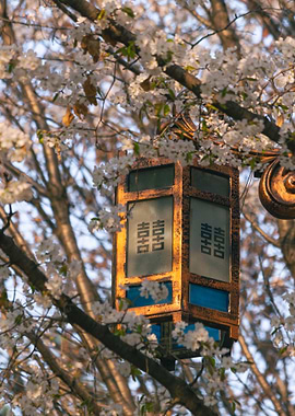 Seoul Cherry Blossom