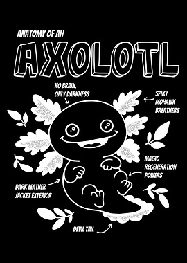 Axolotl Anatomy