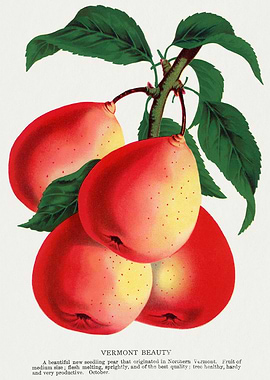 Vermont Beauty Pear
