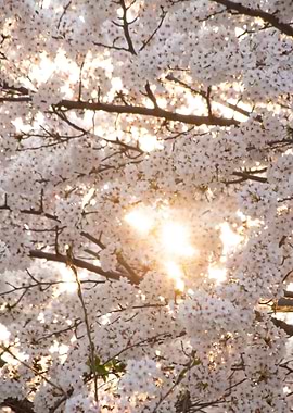 Seoul Cherry Blossom