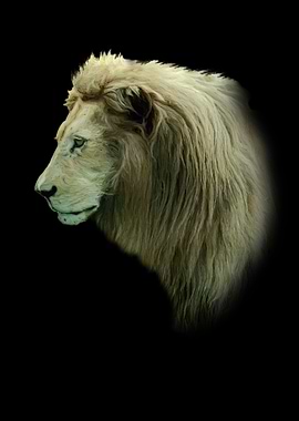 White lion