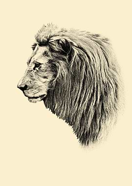 Lion portrait