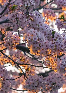 Seoul Cherry Blossom