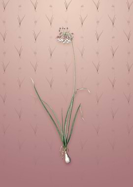 Vintage Nodding Onion