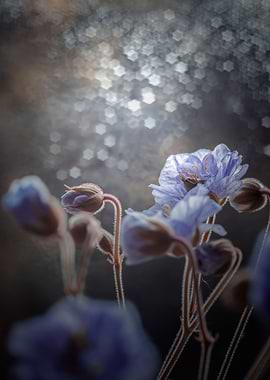 Purple flowers in garden