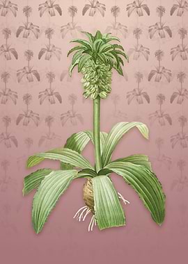 Vintage Eucomis Regia
