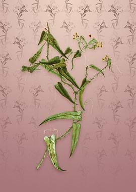 Vintage Rough Bindweed