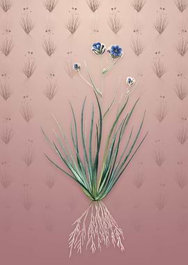 Vintage Blue Corn Lily