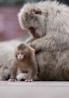 Baby monkeys and mother