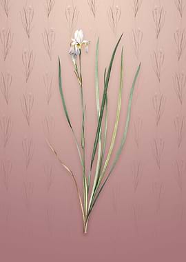 Vintage Siberian Iris