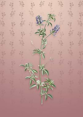 Spanish Clover Bloom