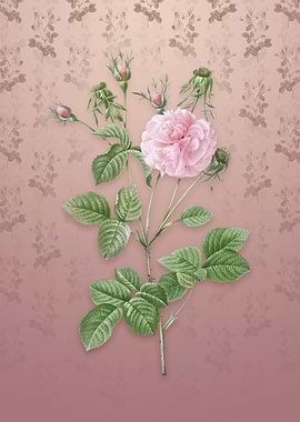 Vintage Pink Agatha Rose