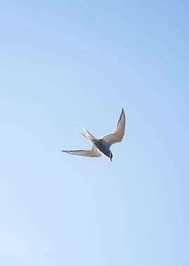 Tern