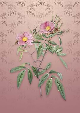 Vintage Pink Swamp Roses