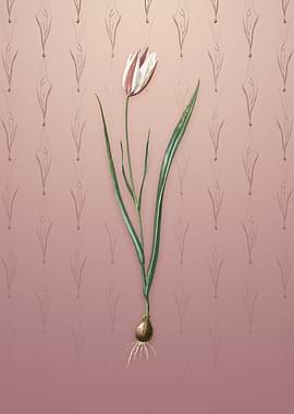 Lady Tulip on Dusty Pink