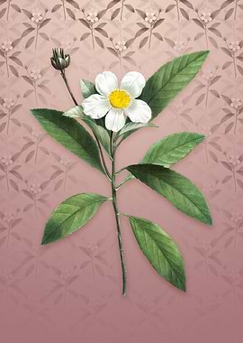 Vintage Loblolly Bay