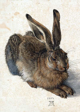Young Hare Albrecht Durer