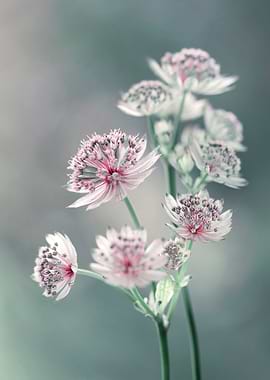 Astrantia flowers
