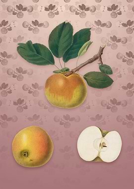 Apple on Dusty Pink