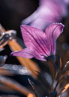 Purple flowers in garden