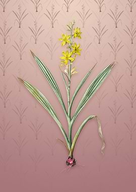 Wachendorfia Thyrsiflora