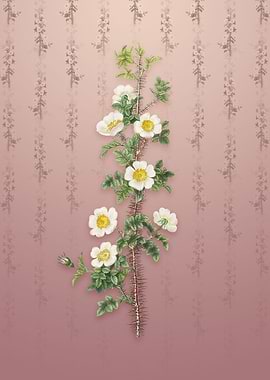 Vintage Scotch Rose Bloom