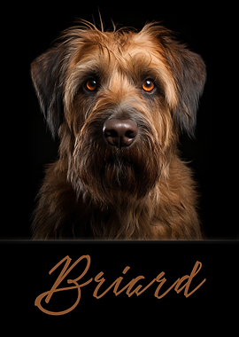 Briard