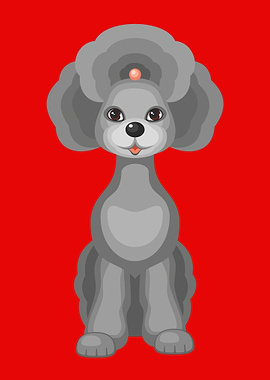 Cute grey standard poodle