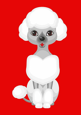 Cute grey small poodle dog