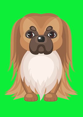 Cute Little Pekingese dog