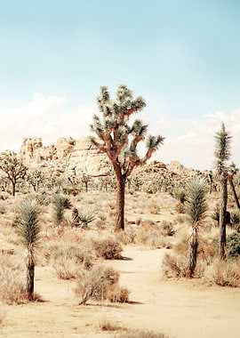 Joshua Tree