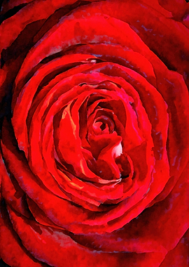 Red rose painting