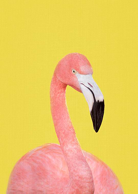 Flamingo in Yellow