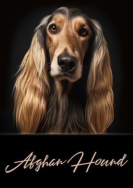 Afghan Hound Dog
