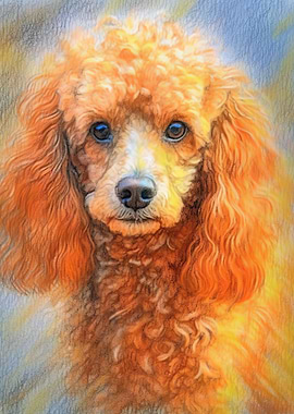 Poodle Sketch