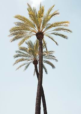 Palm Trees Beauty 6